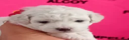 Bichon Frise dogs for sale: Bichon Frise ( 2 boys 2 girls ) - Advert 6
