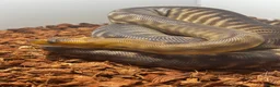 Python Snake reptiles for sale: Woma Pythons - Proven Pair - Advert 2