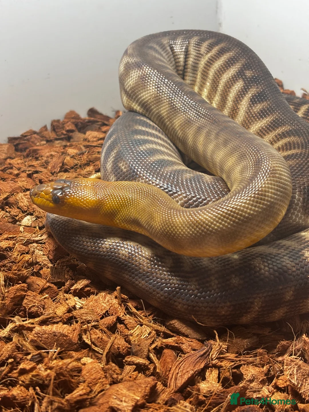 Python Snake reptiles for sale: Woma Pythons - Proven Pair - Advert 2