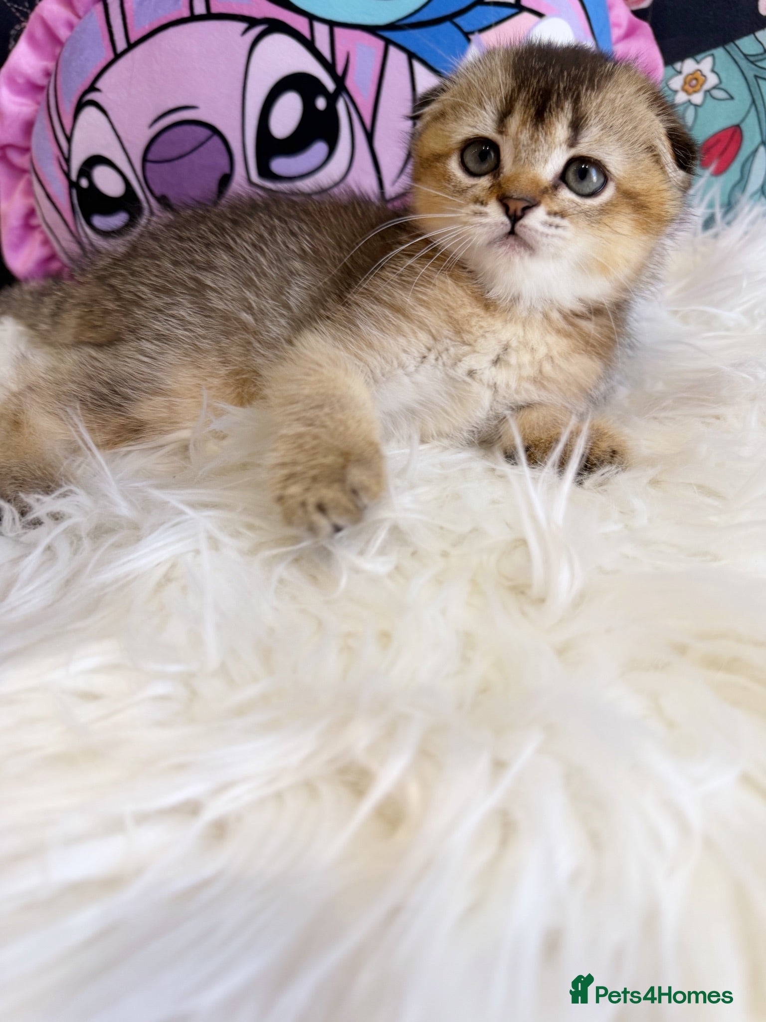 Scottish Fold cats 🐾 Stunning Scottish kitties 🐾 - Advert 2