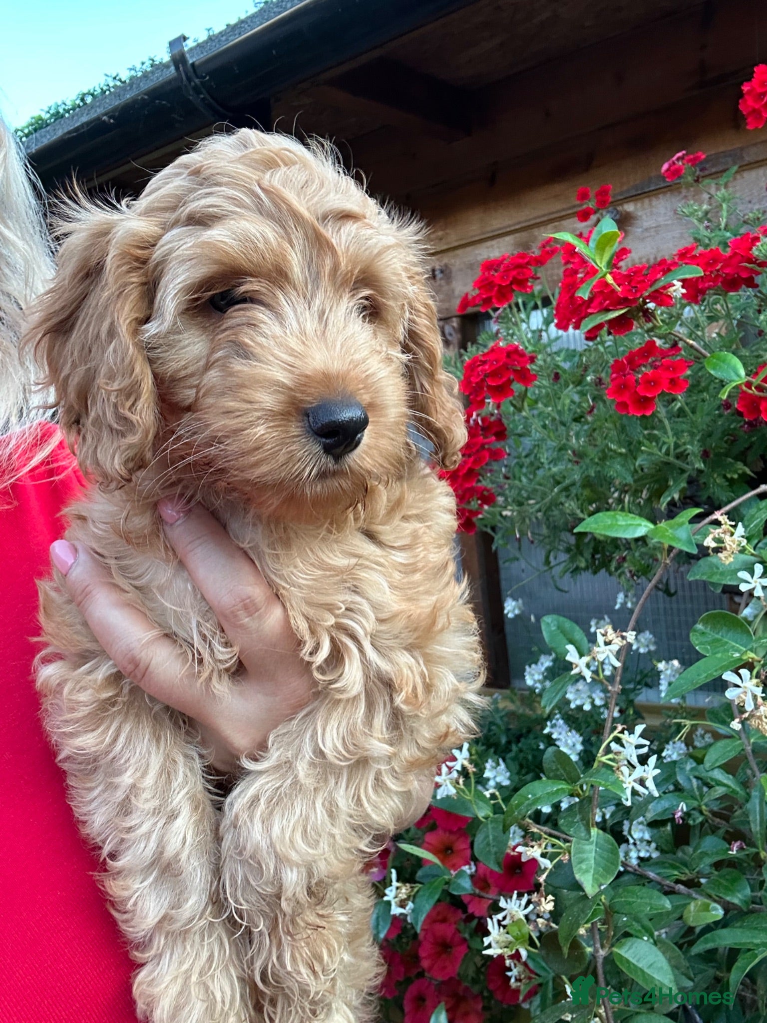 Cockapoo dogs Stunning F1 puppies Champions Bloodlines  - Advert 2