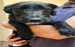 Mixed Breed dogs for sale: READY FOR HOMES - BorderCollieXLabradoodle Puppies in Oswestry - Advert 1