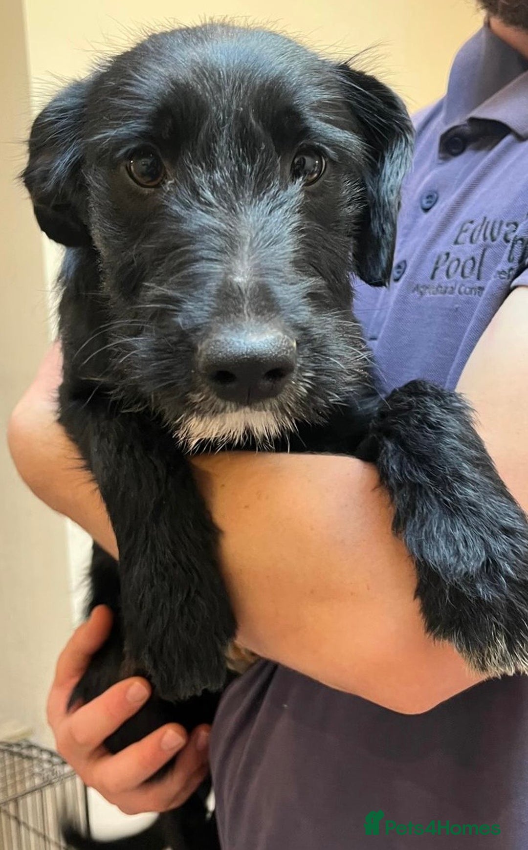 Mixed Breed dogs for sale: READY FOR HOMES - BorderCollieXLabradoodle Puppies in Oswestry - Advert 1