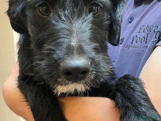 Mixed Breed dogs in Oswestry - Advert 20