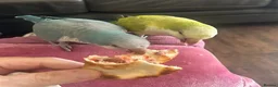 Parrots birds for sale: Bright Colours & Sweet Nature in Hamilton - Advert 8
