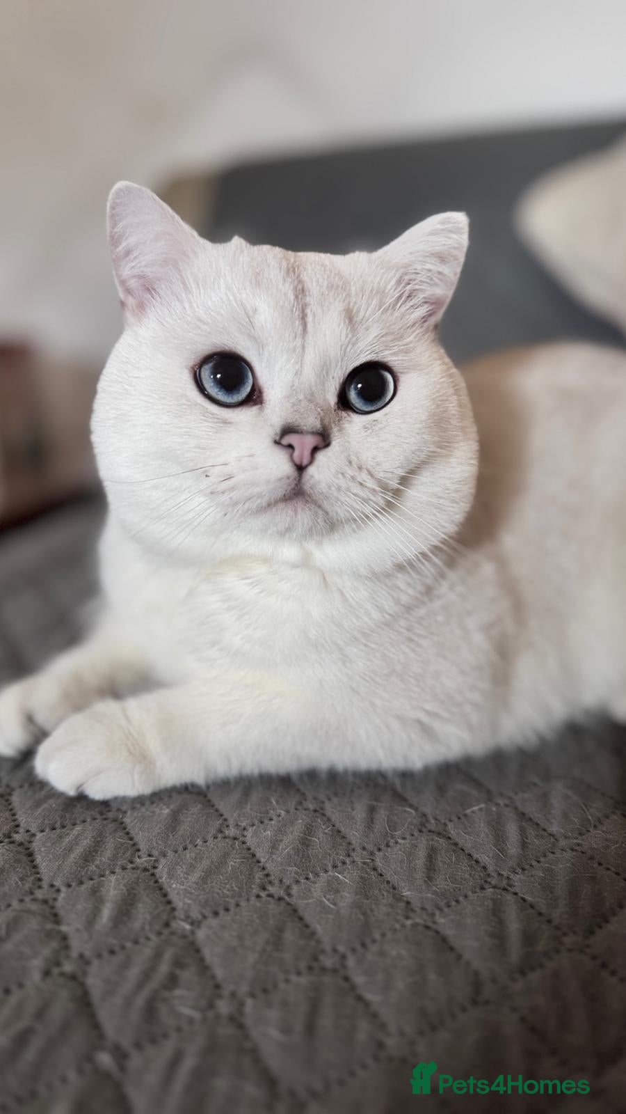 British Shorthair cats for stud: Young male cat for stud service - Advert 2