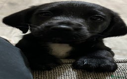 Springador dogs for sale: Beautiful springadors in Boston - Image 3