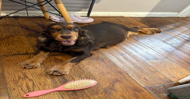 Cocker Spaniel dogs - Advert 14