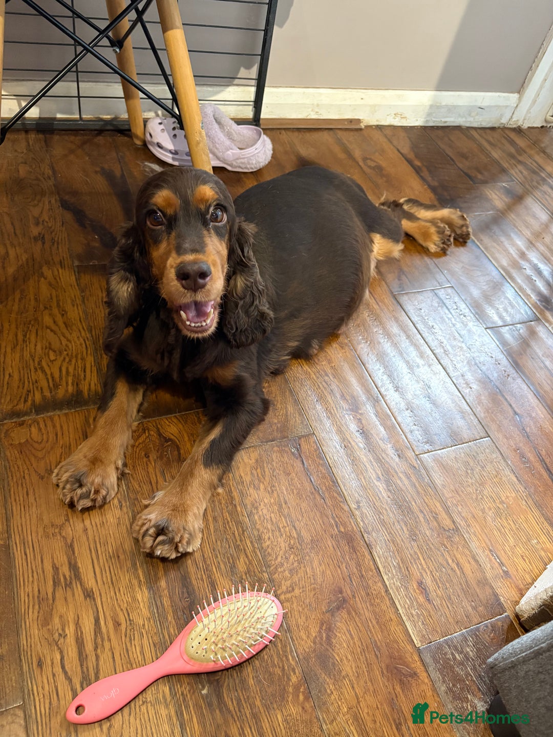 Cocker Spaniel dogs for sale: Beautiful Kc reg show cocker spaniels  - Image 1