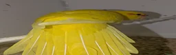 Parakeets birds for sale: BUTTERCUP KAKARIKIS  - Advert 5