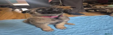 Mixed Breed 3