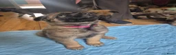 Mixed Breed dogs for sale: German shepherd x malinois  - Advert 10