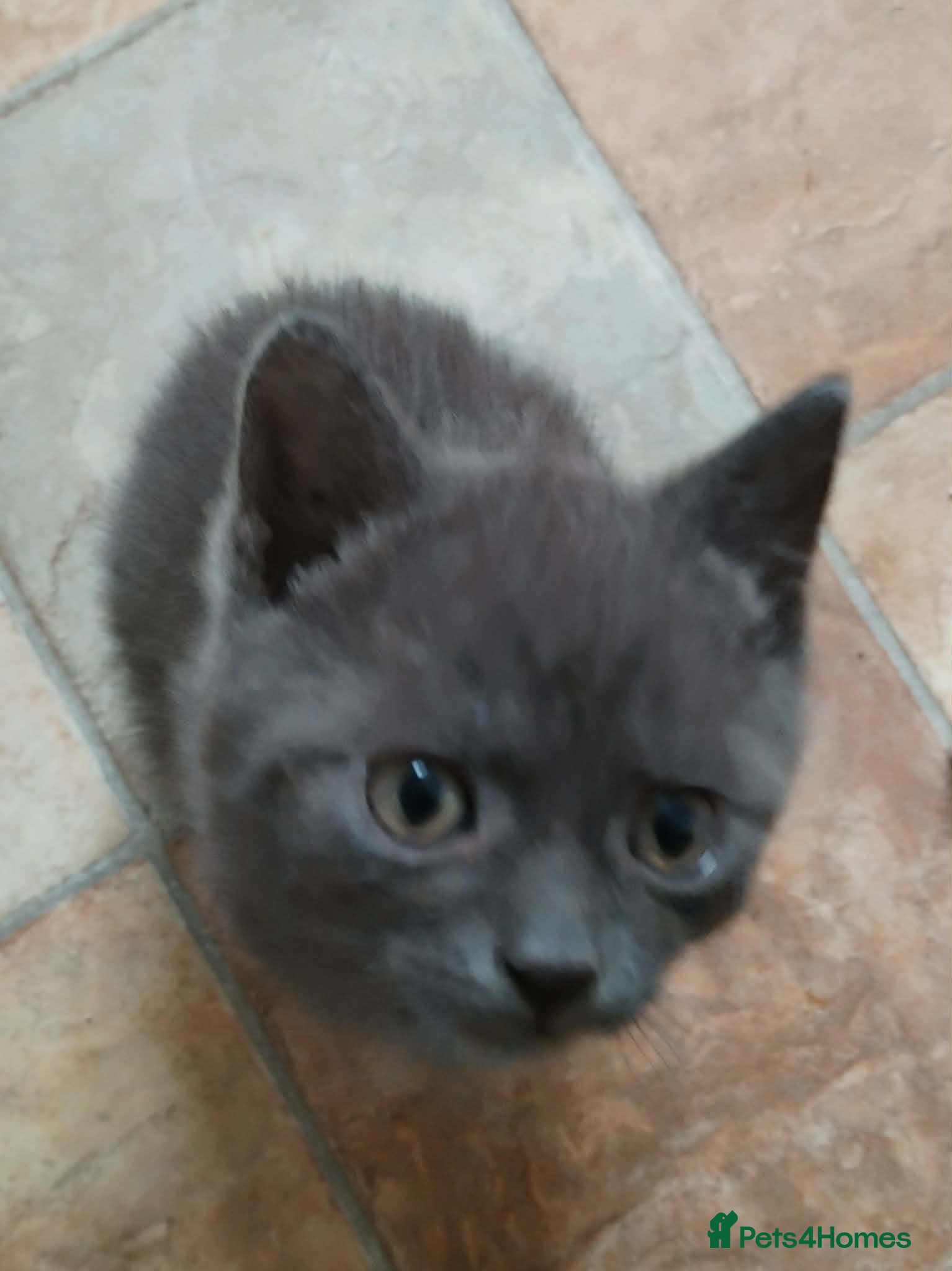 British Shorthair Kitten 2