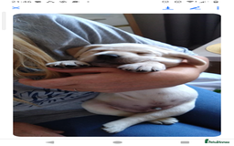 Labrador Retriever dogs for sale:  Labrador pups - Image 23