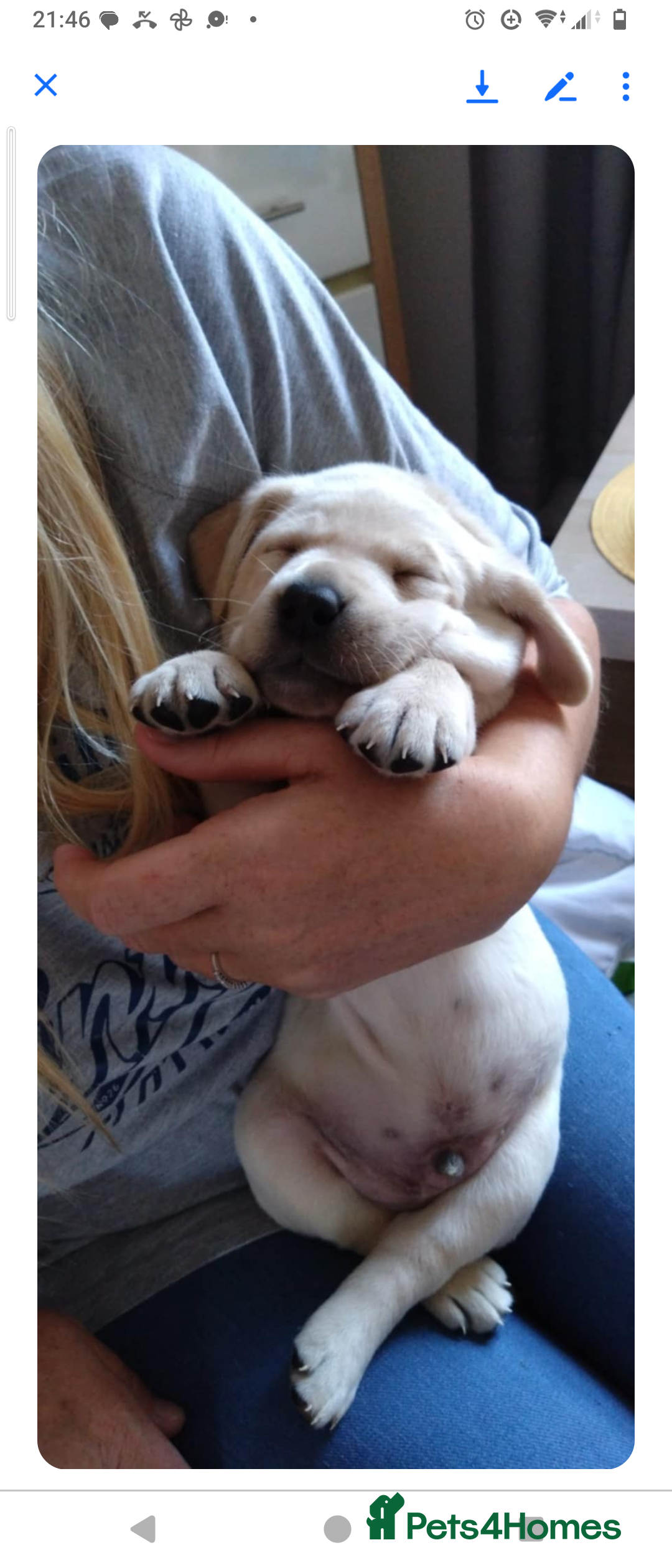 Labrador Retriever dogs for sale:  Labrador pups - Image 23