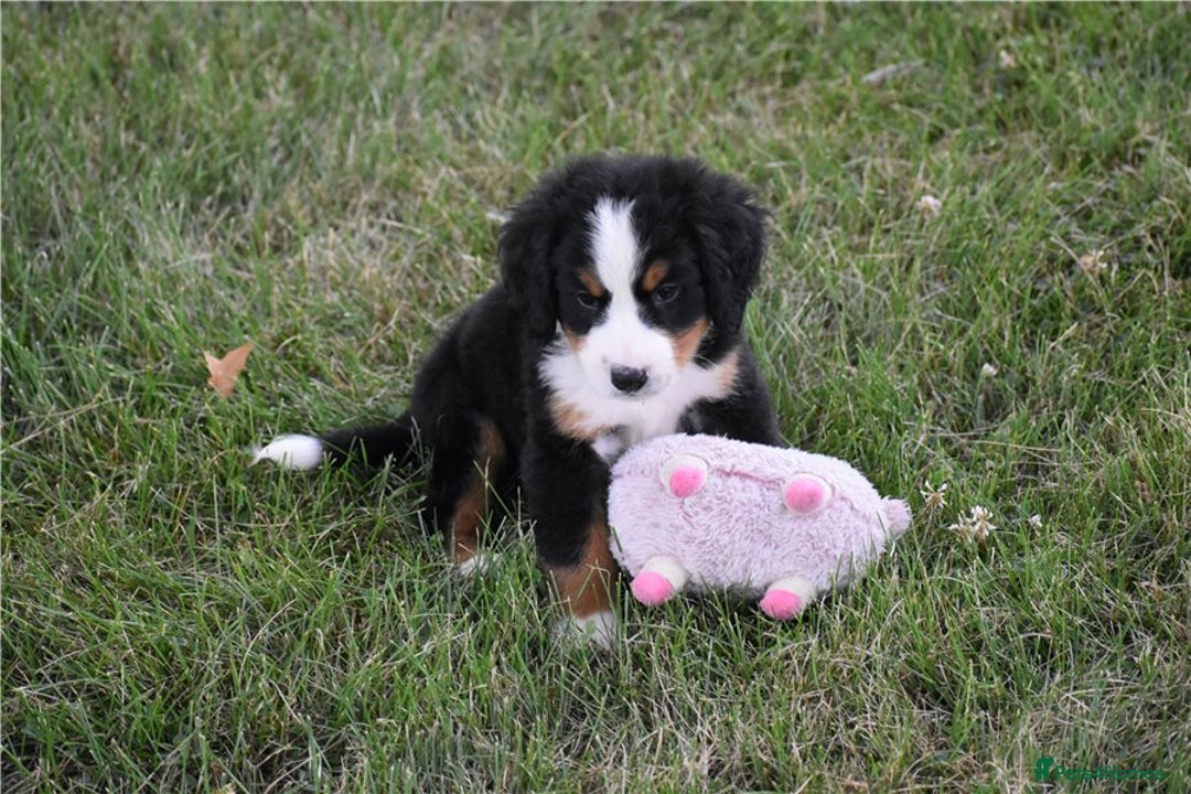 Bernese Mountain Dog dogs for sale: Bernese Mountain Puppies - Image 12