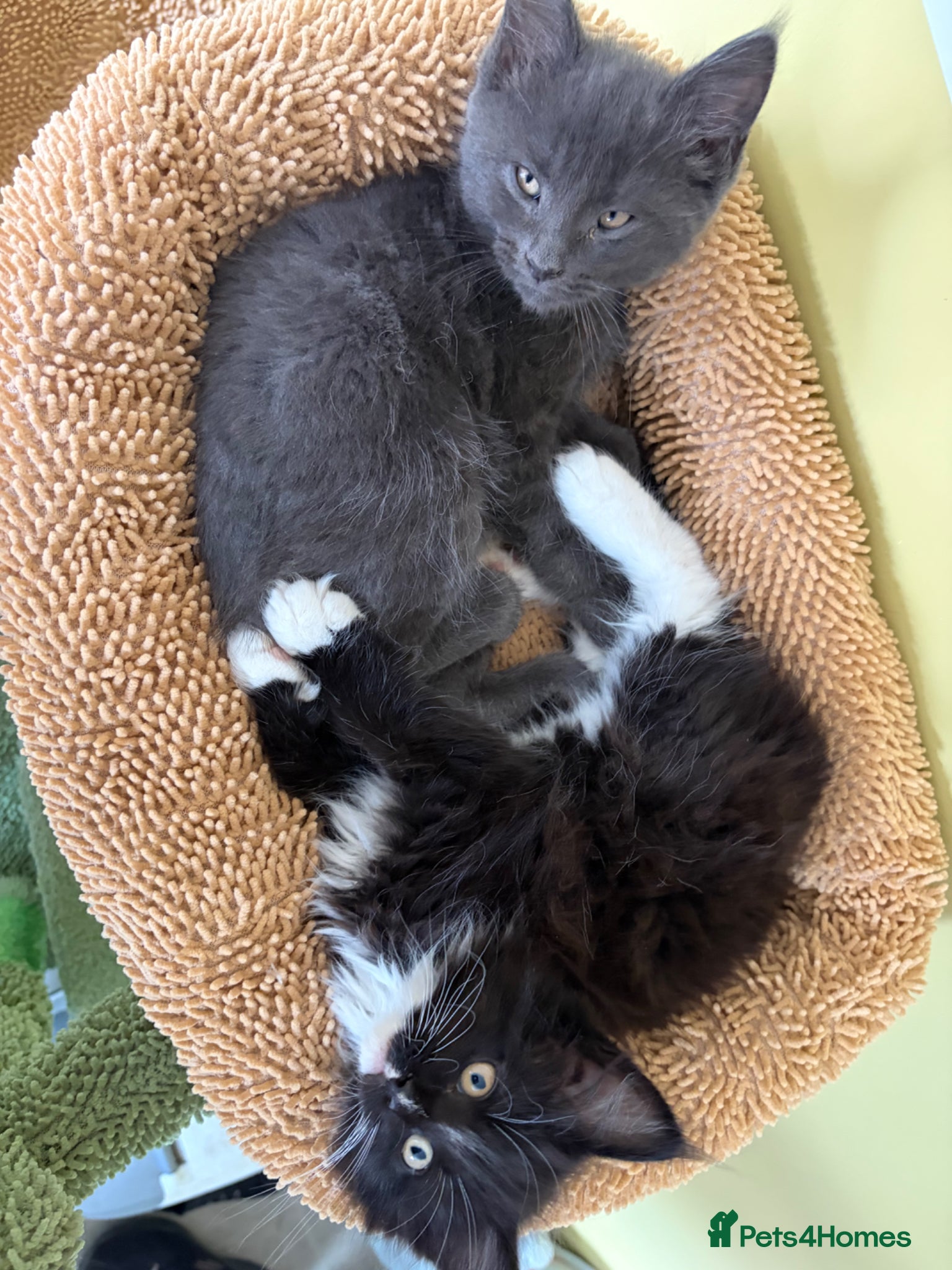 Maine Coon cats XL champion Russian Maine coon X GCCF British blue - Advert 2