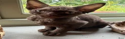 Devon Rex cats for sale:  GCCF registered  Devon Rex kittens available  in Leominster - Advert 8