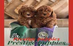 Cavapoo dogs for sale: Extensively Health Tested F1b Cavapoo Puppies  - Advert 1