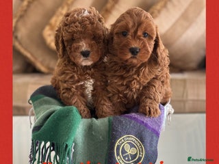 Cavapoo dogs Extensively Health Tested F1b Cavapoo Puppies - Advert 4