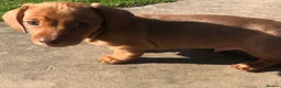 Miniature Dachshund dogs for sale: Smooth haired min Dachshund - Advert 27
