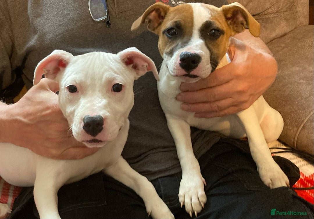 Pitbull Mix Staffordshire Bull Terrier Beagle Mix Beagle Puppy