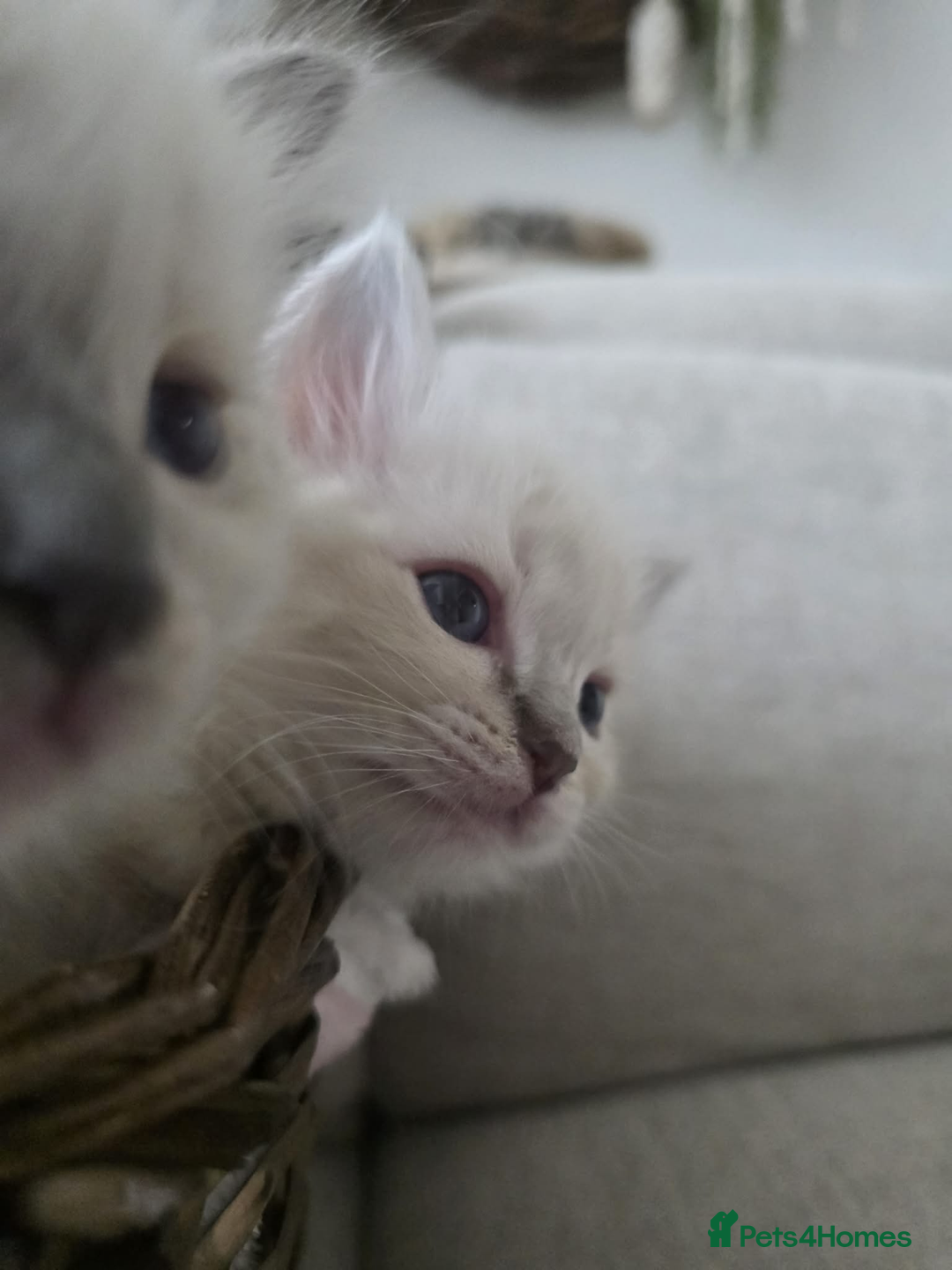 Ragdoll cats for sale: ✨RARE ALL LILAC LITTER GCCF&TICA Ragdoll Kittens✨ - Advert 6