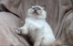 Ragdoll cats for sale: GCCF REG PET KITTENS CHAMPION IMPORT BLOODLINES - Image 22