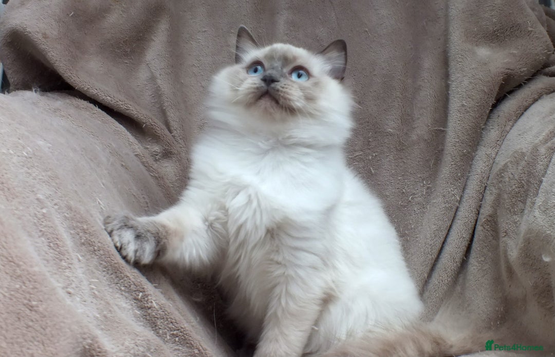 Ragdoll cats for sale: GCCF REG PET KITTENS CHAMPION IMPORT BLOODLINES - Image 22