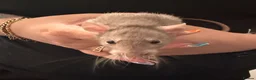 Rat rodents for sale: Baby Dumbo rats 6 x Boys 9 x Girls  - Advert 19