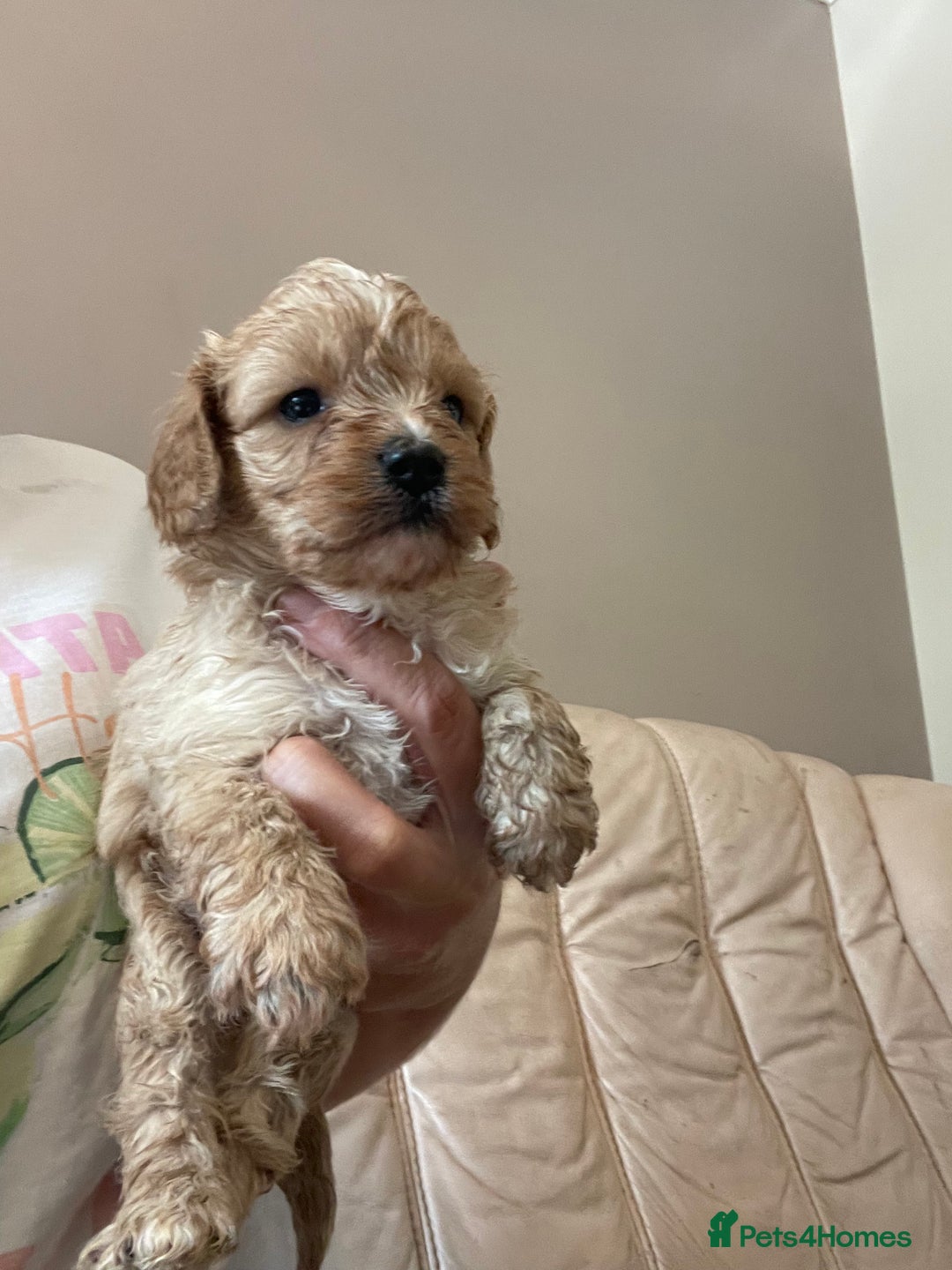 Cavapoo dogs for sale: Adorable toy Cavapoo pups apricot or fox red  - Image 22
