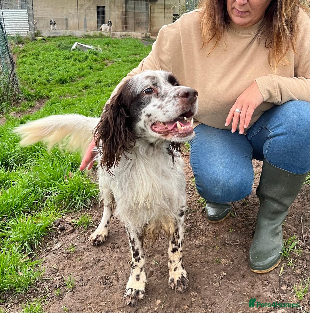 English Setter dogs for adoption: Ken   - Advert 9
