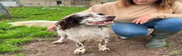 English Setter dogs for adoption: Ken   - Advert 9