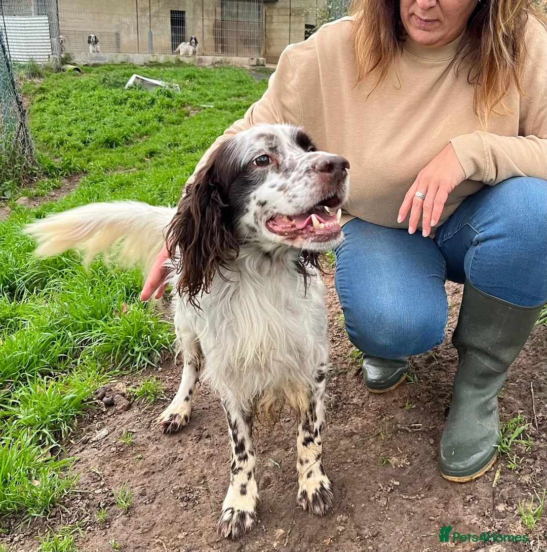 English Setter dogs for adoption: Ken   - Advert 9