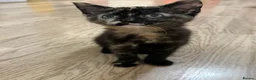 Mixed Breed cats for sale: 2 cute kittens for sale  in Ilford - Advert 3