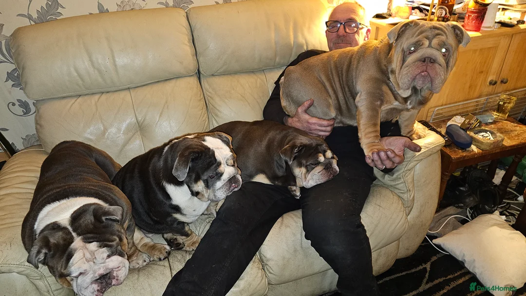 English Bulldog dogs for stud: Large full suit lilac Bulldog at stud. in Helensburgh - Advert 10