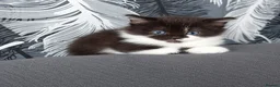 Maine Coon cats for sale: ¾ Maine coon kittens  - Advert 6