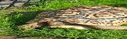 Tortoise reptiles for sale: Leopard tortoise  in Colwyn Bay - Advert 3