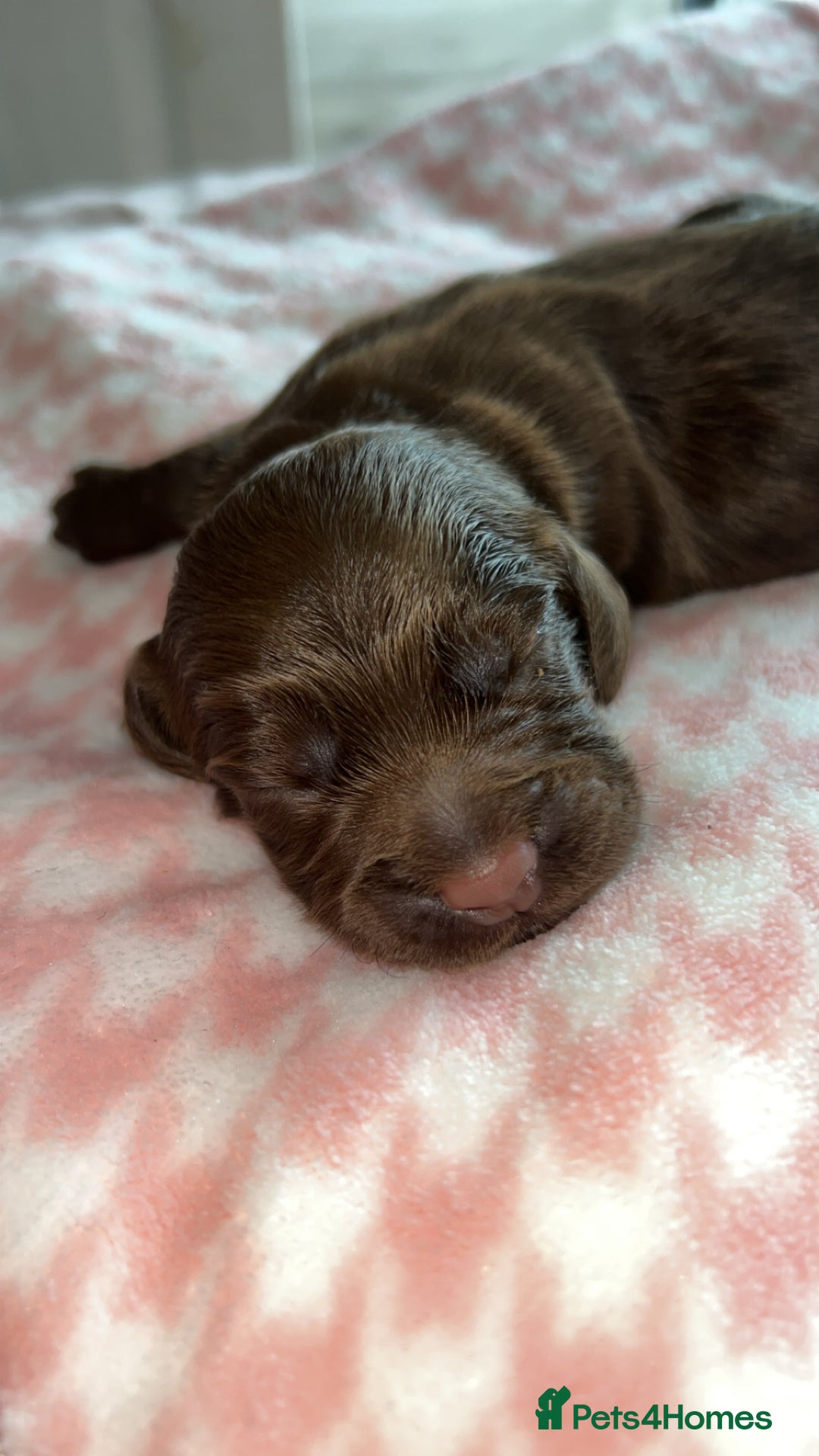 Cocker Spaniel dogs for sale: Gorgeous cocker spaniel pups(ONLY 1 REMAINING)  - Advert 8
