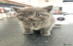British Shorthair cats for sale: Pure British Shorthair kittens available  - Image 4