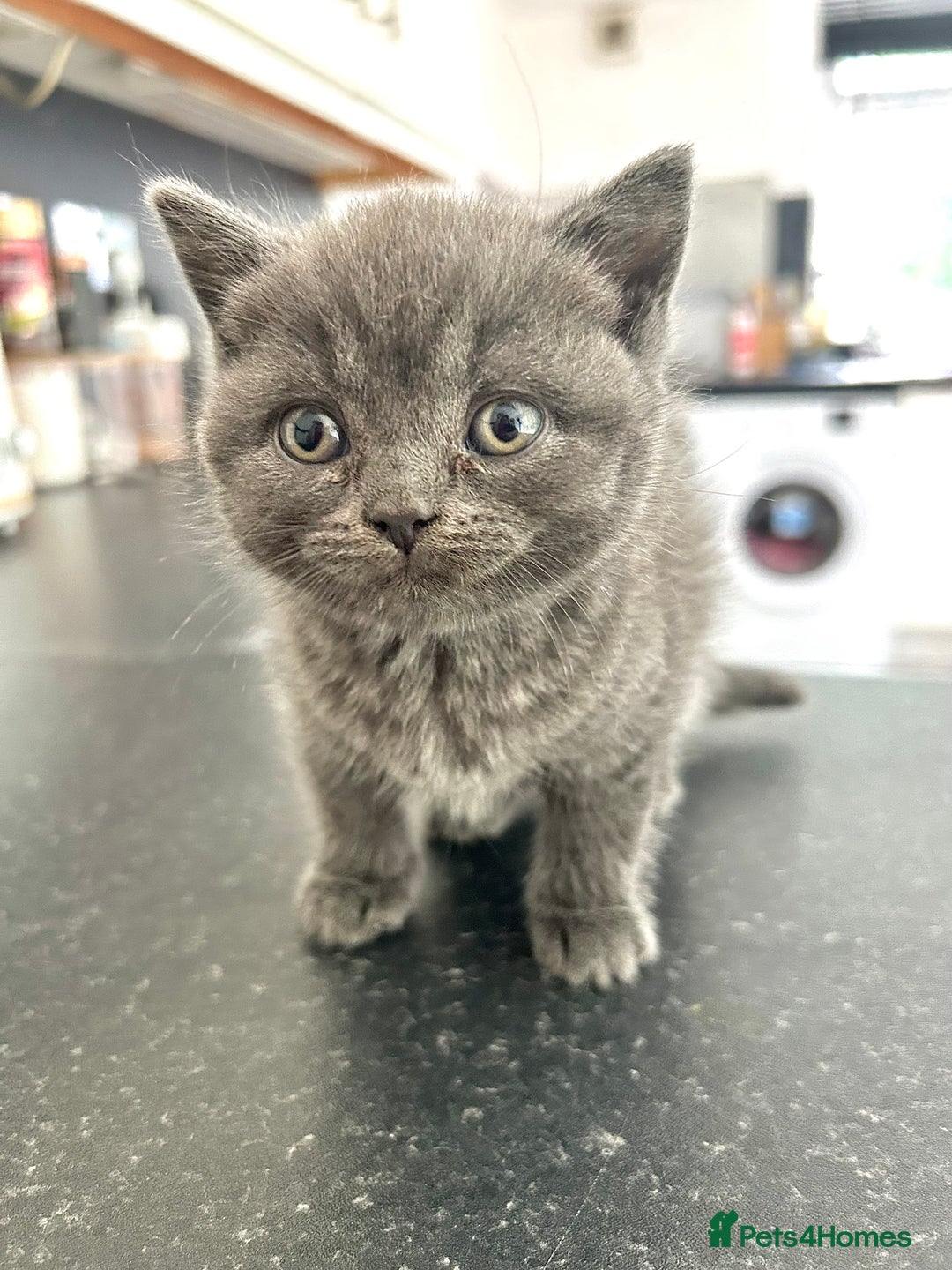 British Shorthair cats for sale: Pure British Shorthair kittens available  - Image 4