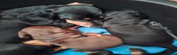Miniature Dachshund dogs for sale: Superb miniature smooth haired Dachshunds. - Advert 1