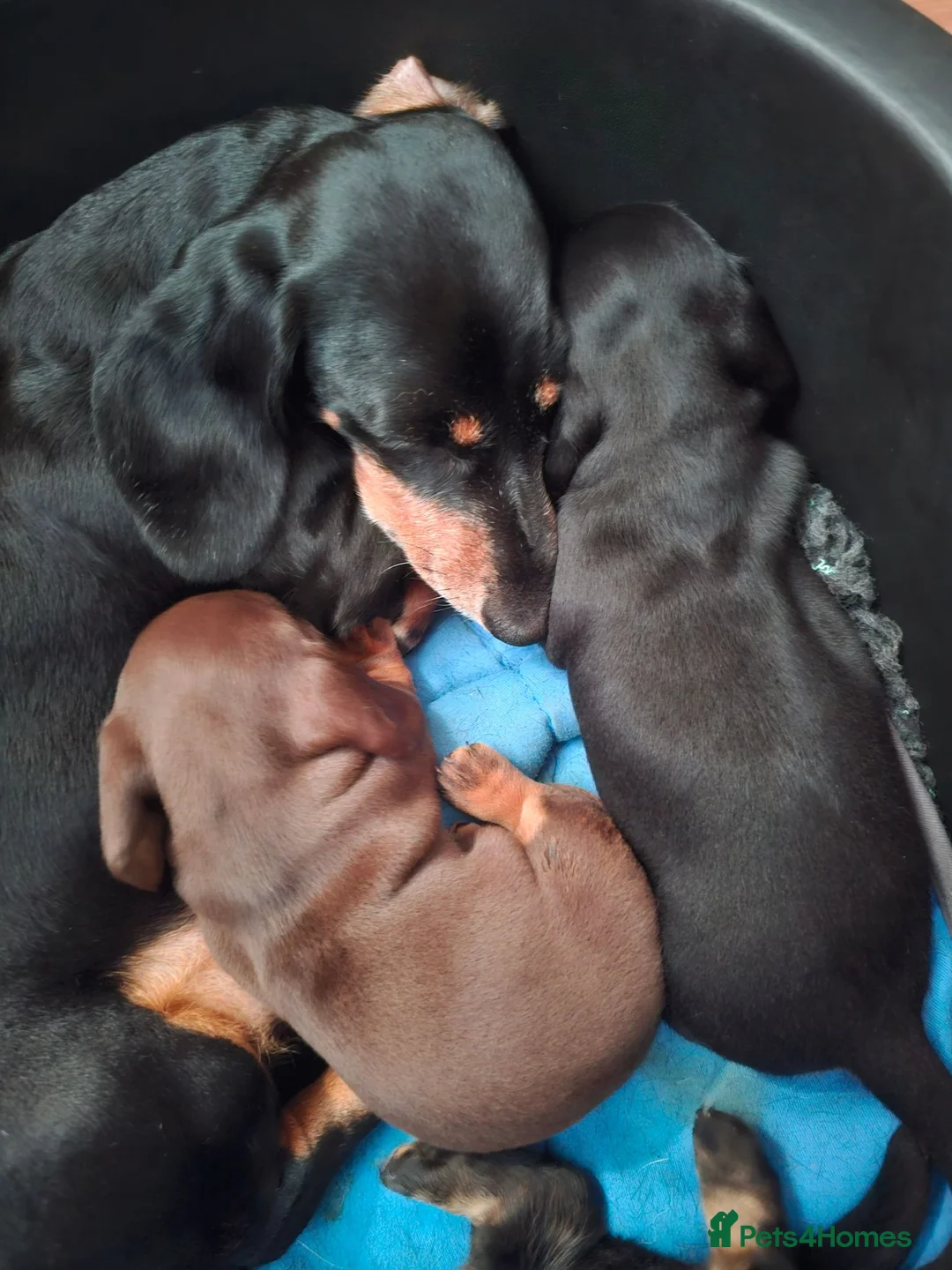 Miniature Dachshund dogs for sale: Superb miniature smooth haired Dachshunds. - Advert 1