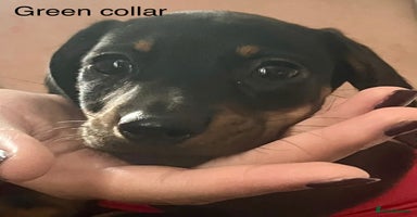 Dachshund dogs - Advert 15