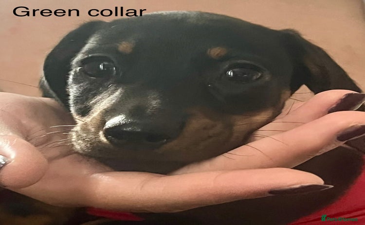 Dachshund dogs - Advert 2