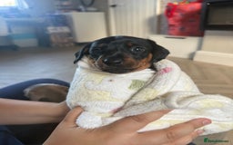 Miniature Dachshund dogs for sale: 2 miniature dachshunds - Image 9