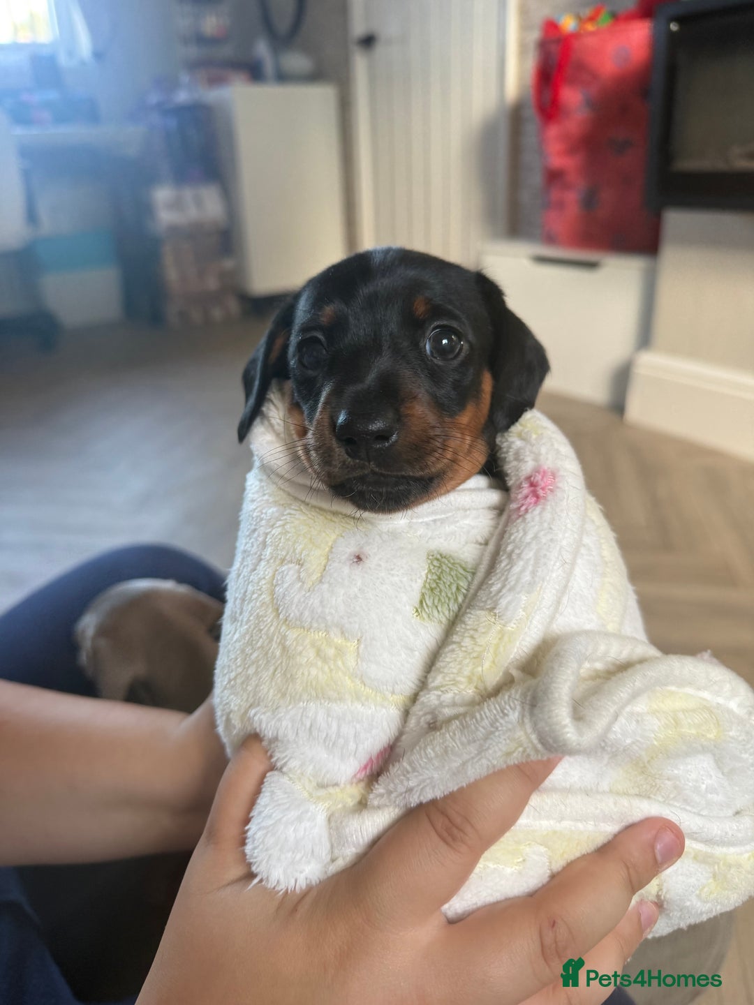 Miniature Dachshund dogs for sale: 2 miniature dachshunds - Image 9