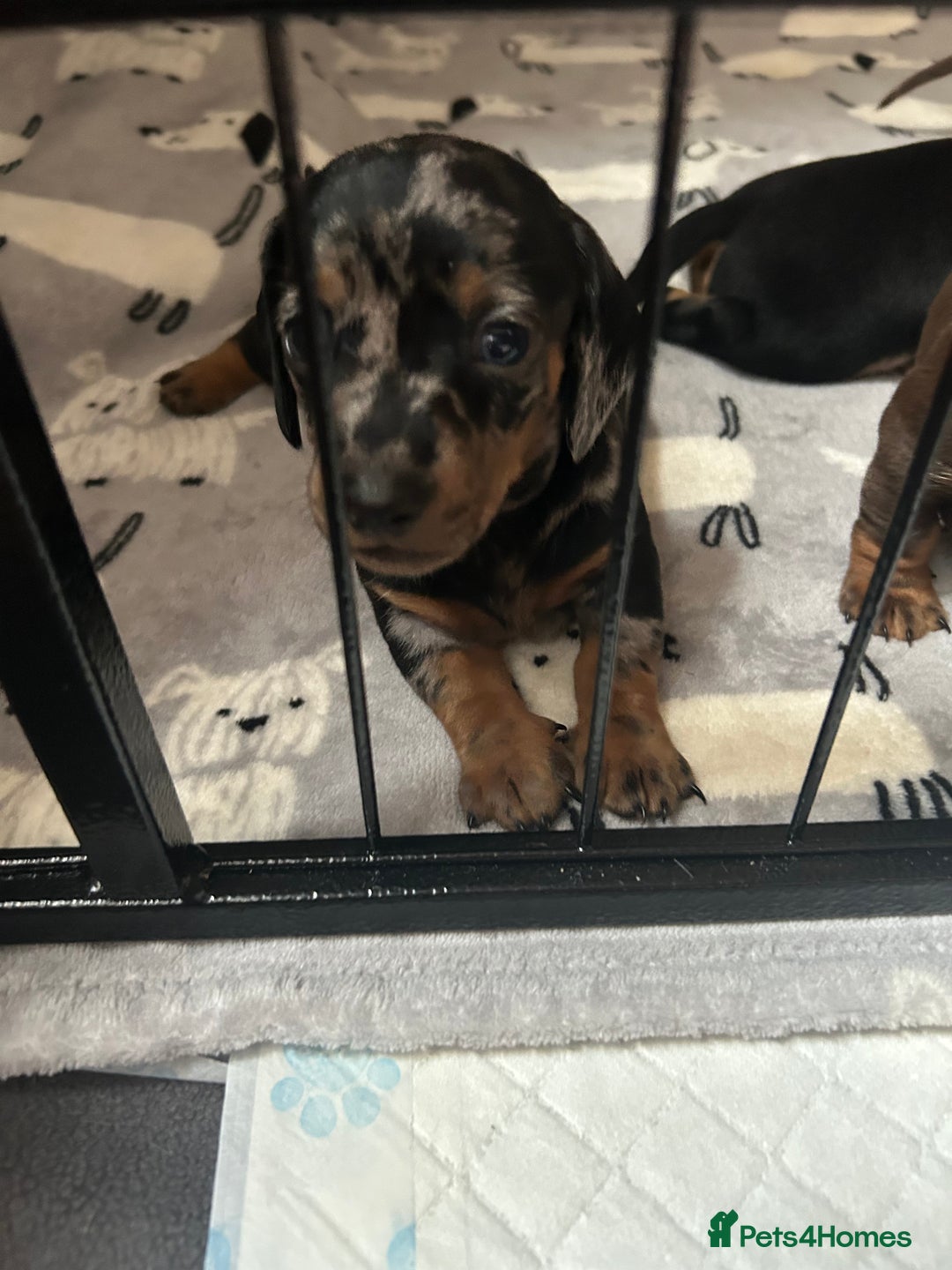 Miniature Dachshund dogs for sale: Miniature Dachshunds for sale  - Image 2
