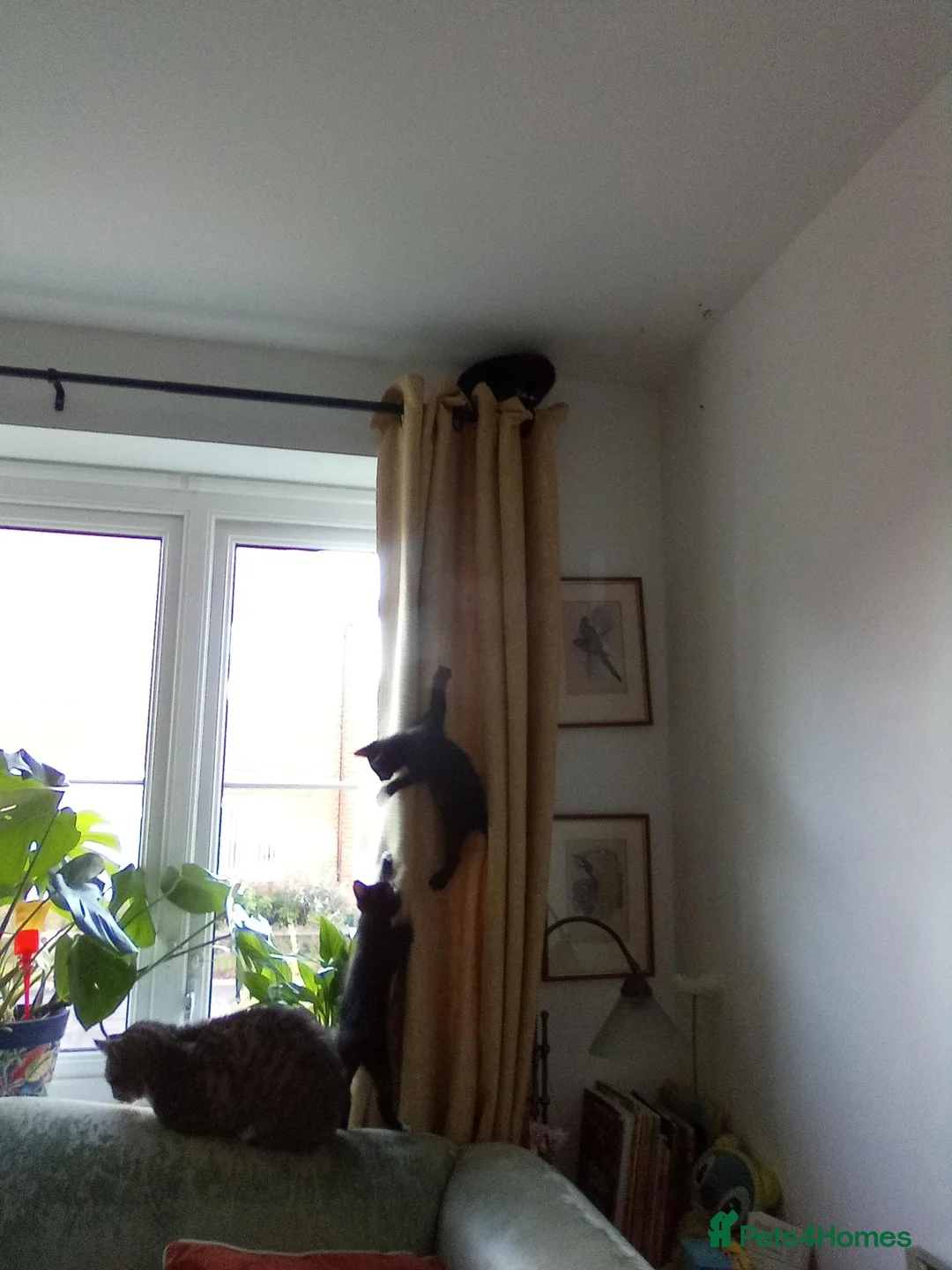 Mixed Breed cats for sale: Beautiful kittens ready now - Advert 2