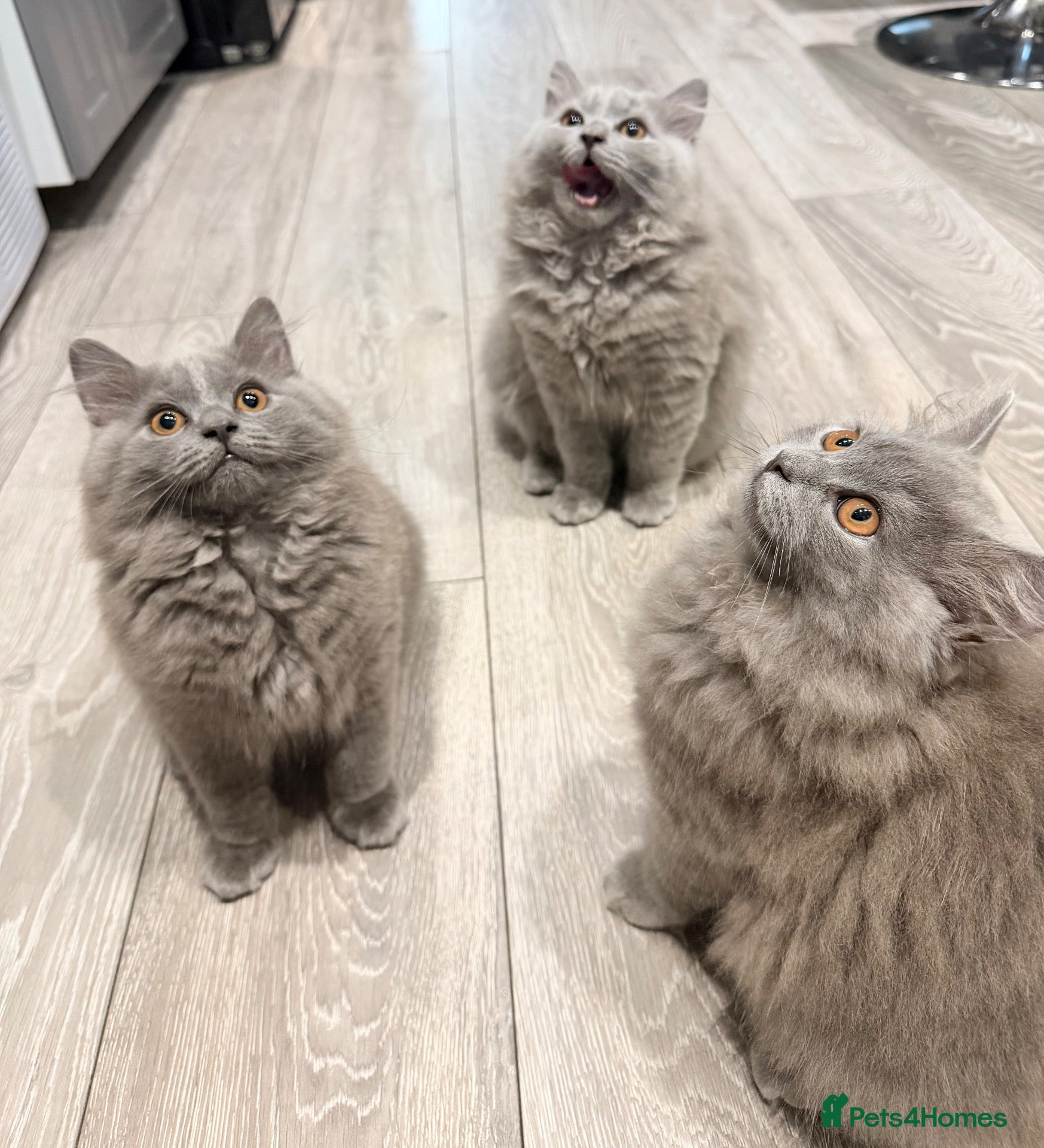 British Longhair cats British longhair kittens  - Advert 10
